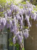 Wisteria sinensis. Взрослое растение с соцветиями. Черноморское побережье Кавказа, г. Новороссийск, в культуре. 4 мая 2009 г.