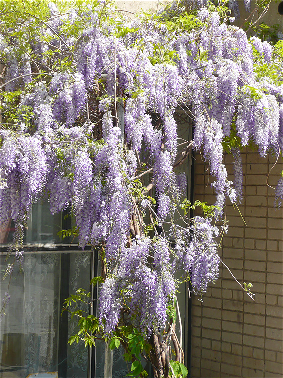 Image of Wisteria sinensis specimen.