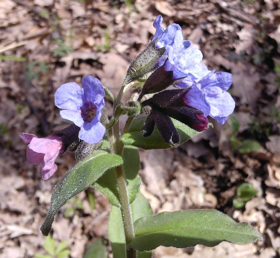 Изображение особи Pulmonaria obscura.