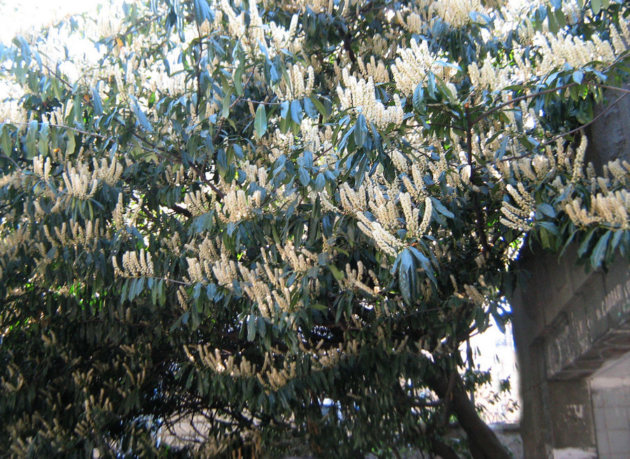 Image of Lauro-cerasus officinalis specimen.