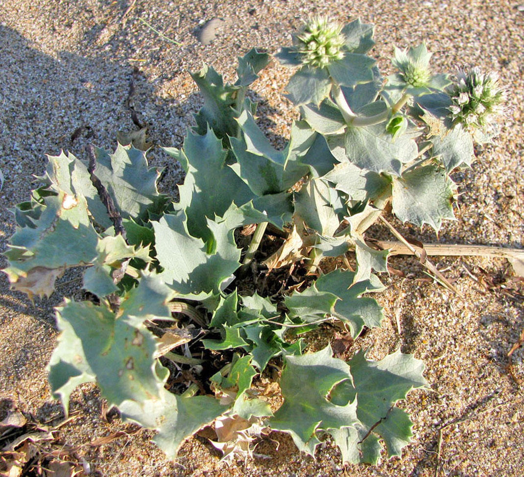 Image of Eryngium maritimum specimen.