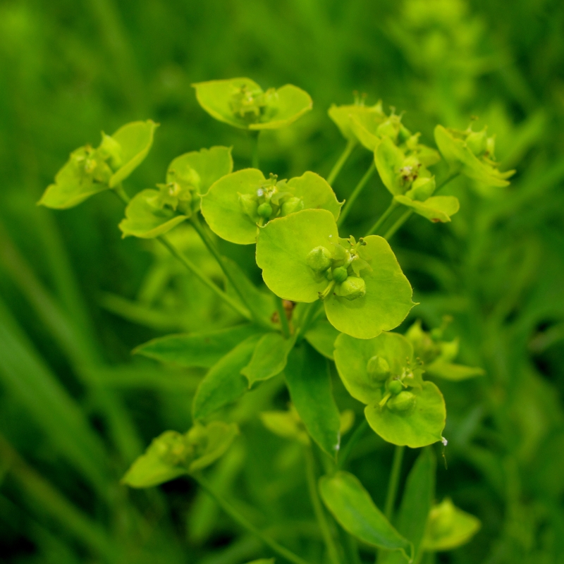 Image of Euphorbia virgata specimen.