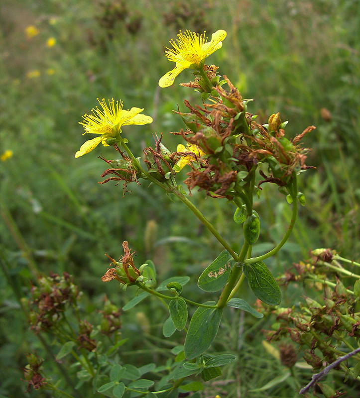 Изображение особи Hypericum maculatum.