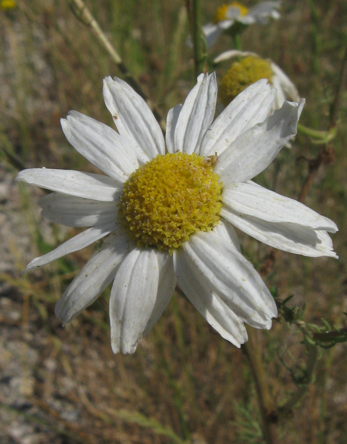 Изображение особи Tripleurospermum inodorum.