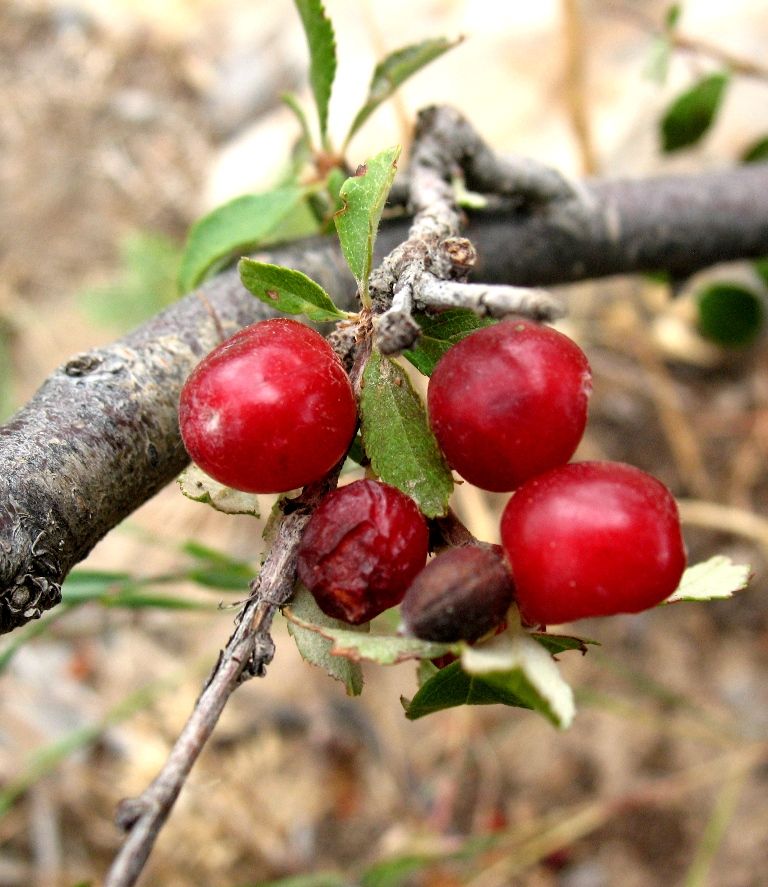 Изображение особи Cerasus erythrocarpa.