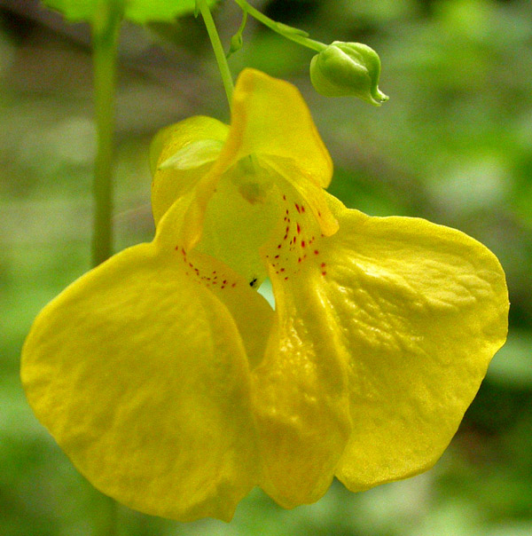 Image of Impatiens noli-tangere specimen.