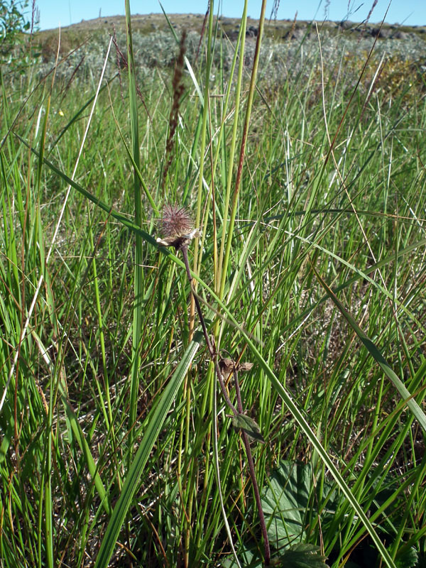 Image of Geum rivale specimen.