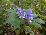 Aconitum axilliflorum. Верхушка цветущего растения. Приморский край, окр. г. Находка. 09.09.2012.