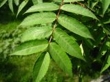 Sorbus commixta. Часть сложного листа. Сахалин, окр. г. Южно-Сахалинска. Июнь 2012 г.