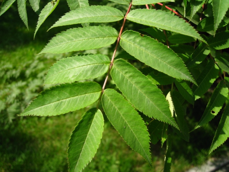 Image of Sorbus commixta specimen.