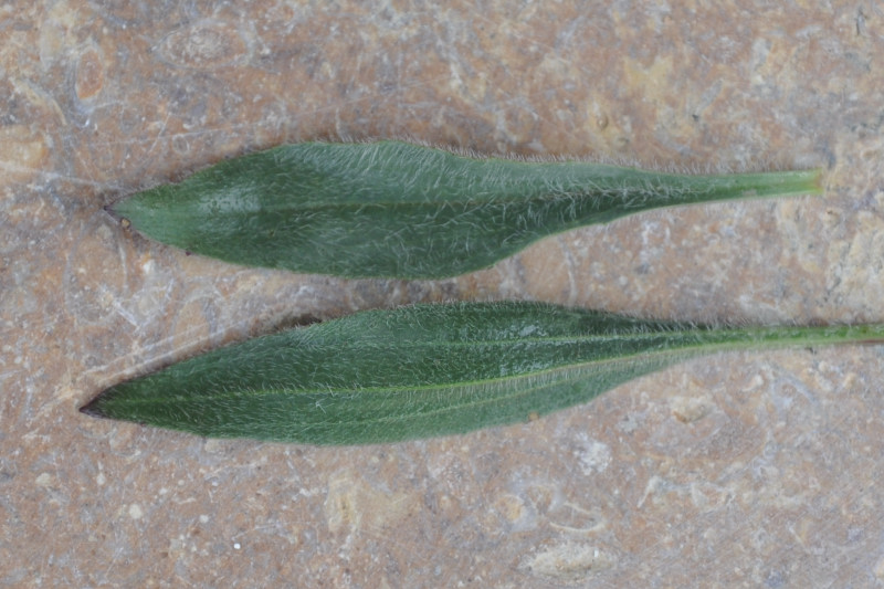 Изображение особи Plantago lagopus.