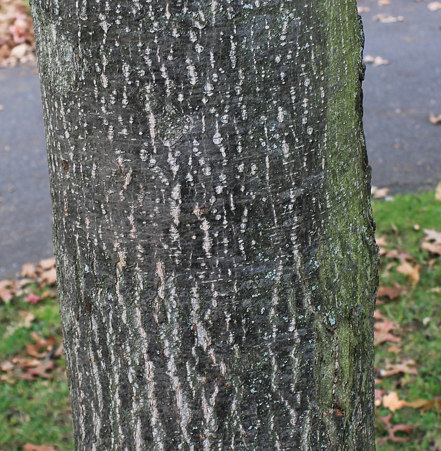 Изображение особи Quercus palustris.