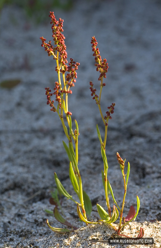 Изображение особи Rumex acetosella.