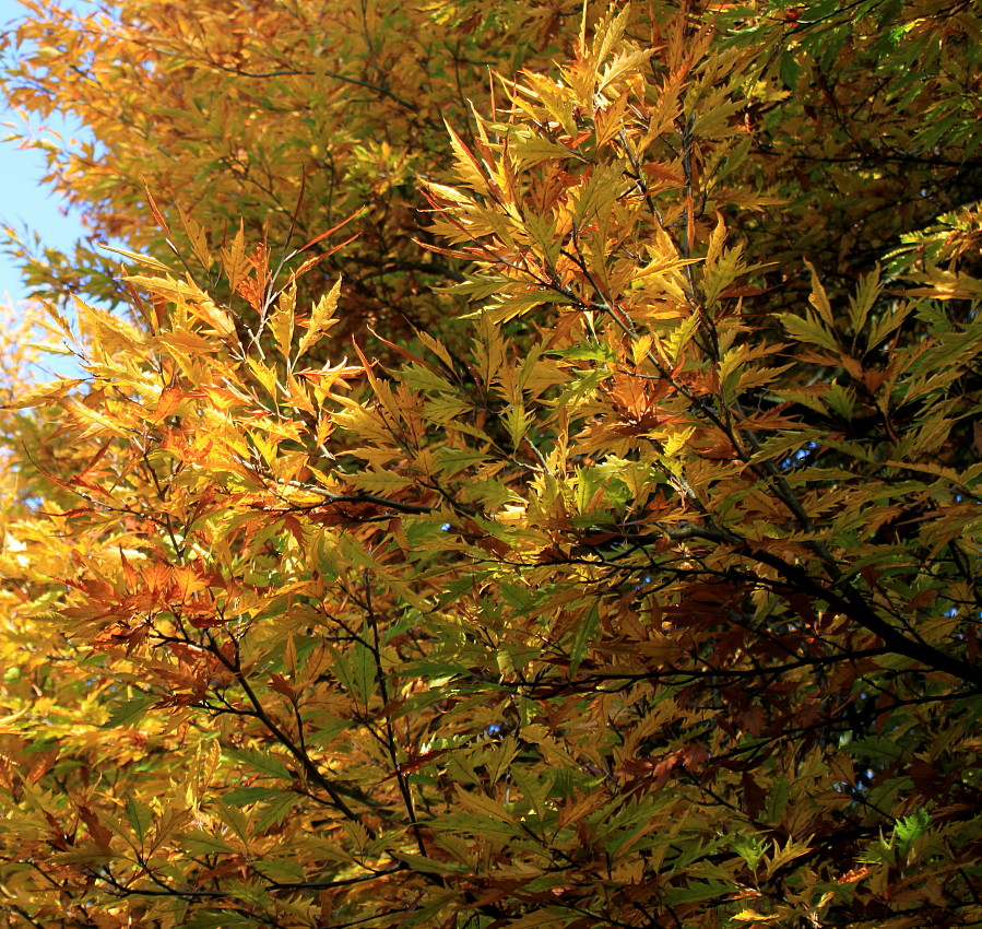 Image of Fagus sylvatica specimen.