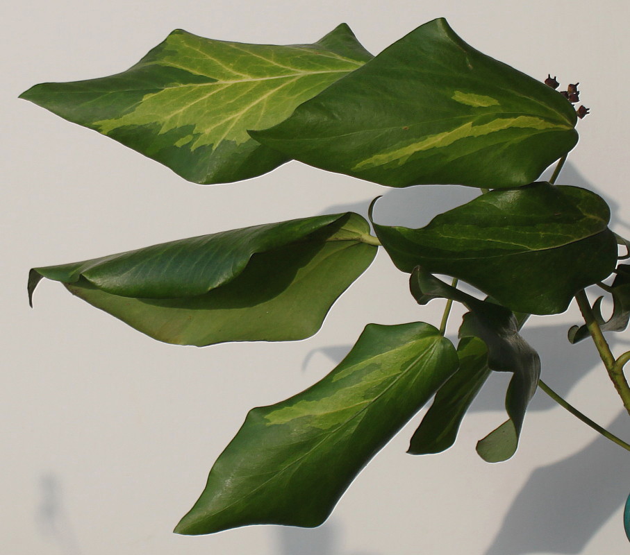 Image of Hedera colchica specimen.