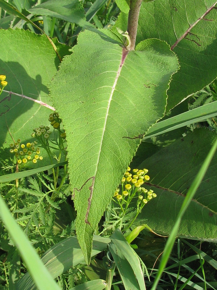 Изображение особи Inula helenium.