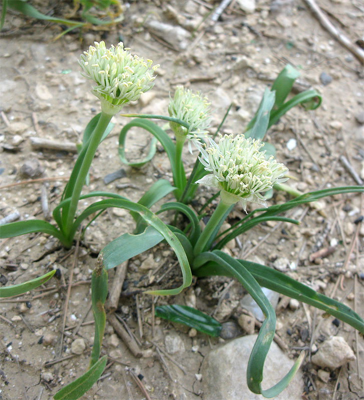 Image of Allium israeliticum specimen.