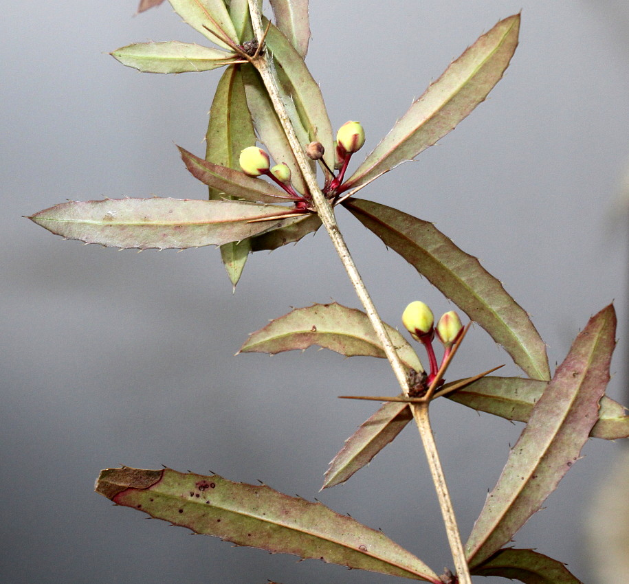 Изображение особи Berberis soulieana.