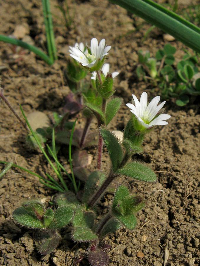 Image of Cerastium crassiusculum specimen.