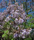 Paulownia tomentosa. Верхушка веточки цветущего растения. Украина. Одесса, в озеленении. 09.05.2013.