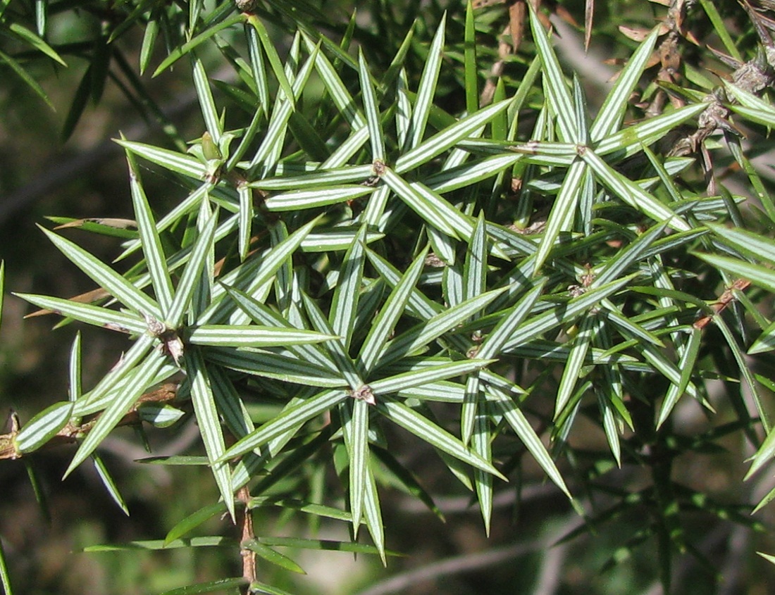 Изображение особи Juniperus deltoides.