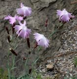 род Dianthus. Соцветия. Германия, г. Krefeld, Ботанический сад. 08.06.2013.