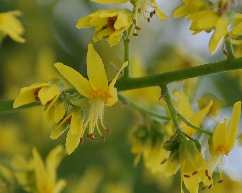 Image of Koelreuteria paniculata specimen.