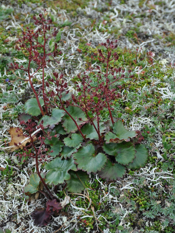 Изображение особи Micranthes purpurascens.