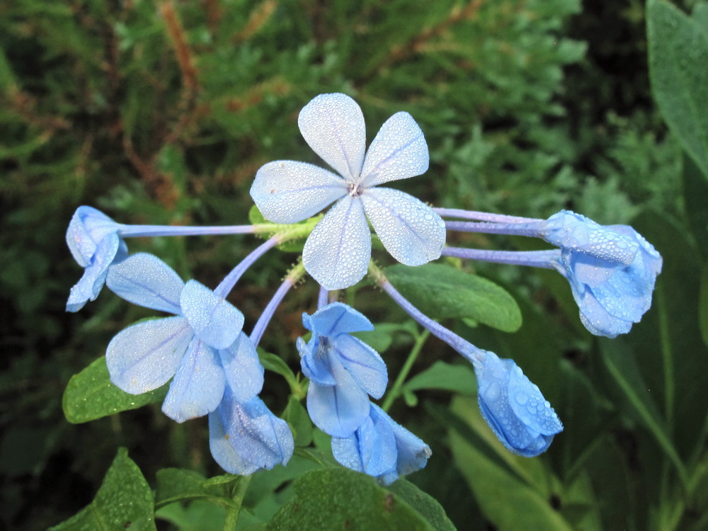 Изображение особи Plumbago auriculata.