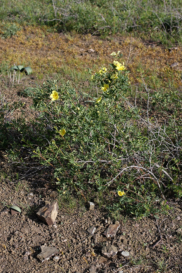 Image of Rosa kokanica specimen.