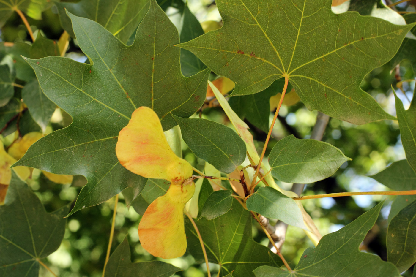 Image of Acer turkestanicum specimen.