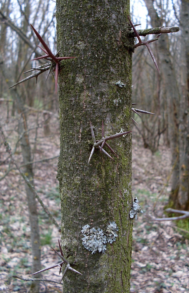 Image of Gleditsia triacanthos specimen.