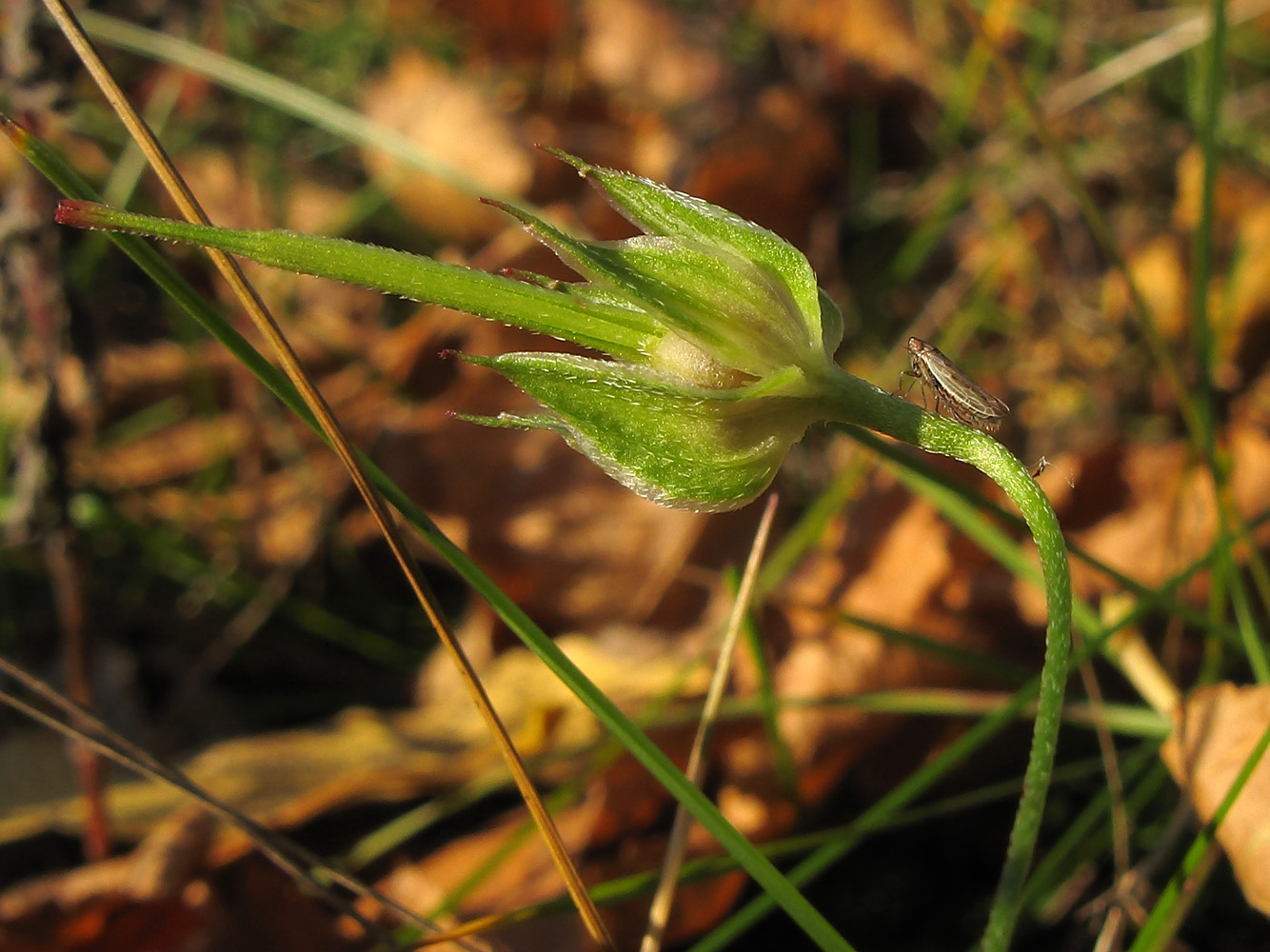 Image of Geranium columbinum specimen.