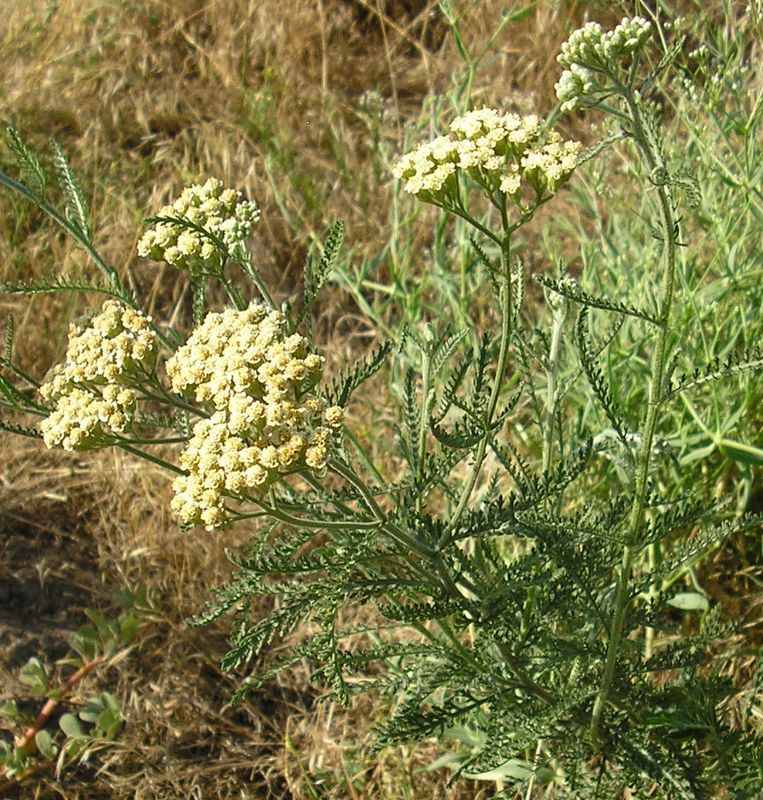 Image of Achillea micranthoides specimen.