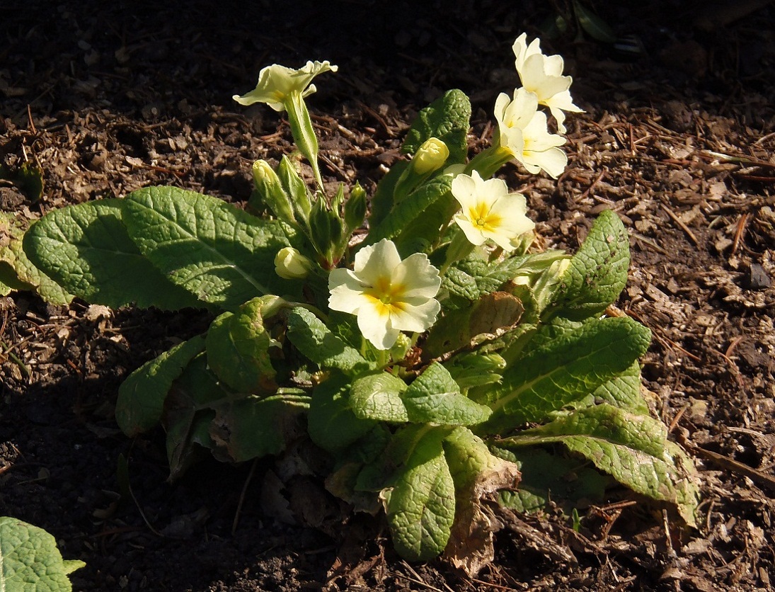 Изображение особи Primula vulgaris.