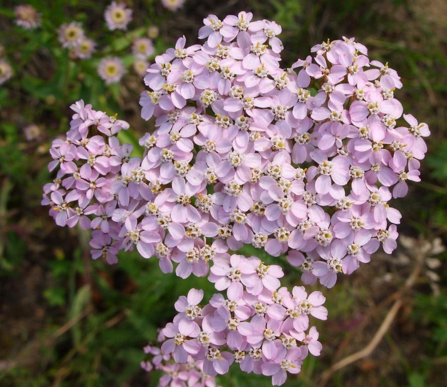 Image of Achillea asiatica specimen.