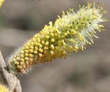 genus Salix. Мужское соцветие. Восточный Казахстан, Уланский р-н, окр. с. Украинка. 19.04.2011.