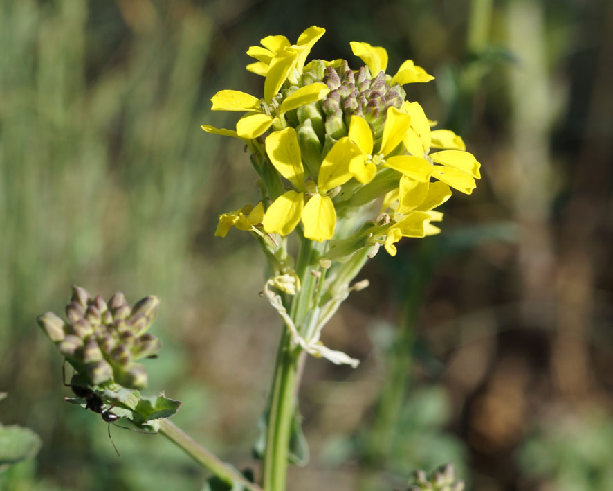 Image of Erysimum cuspidatum specimen.