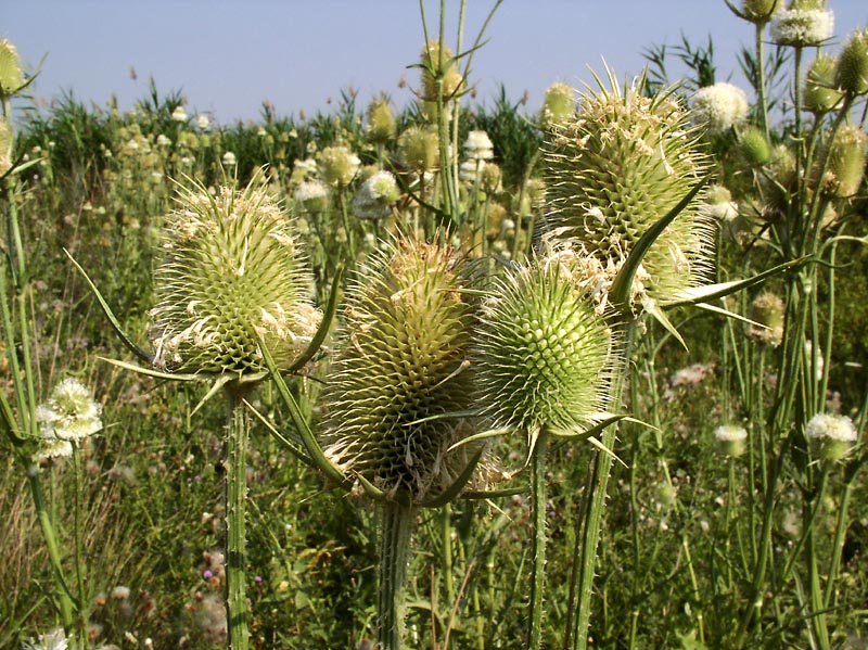 Изображение особи Dipsacus laciniatus.