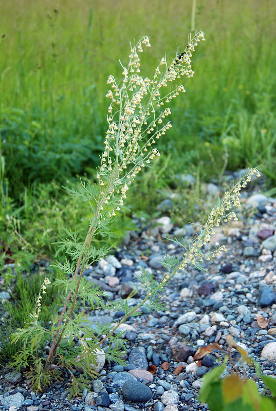 Изображение особи Artemisia sieversiana.