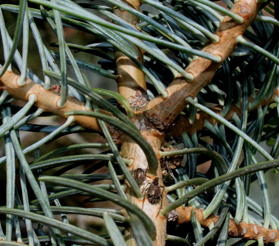 Image of Abies concolor specimen.