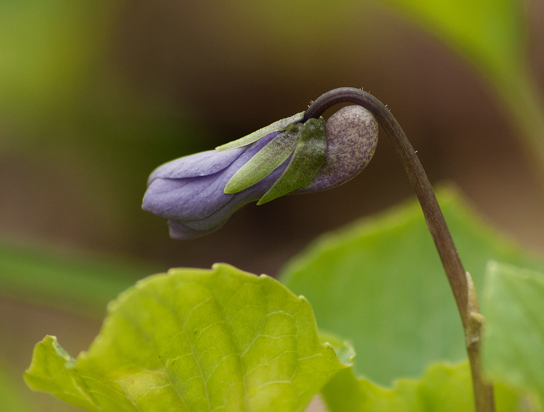 Image of Viola &times; hyperborea specimen.