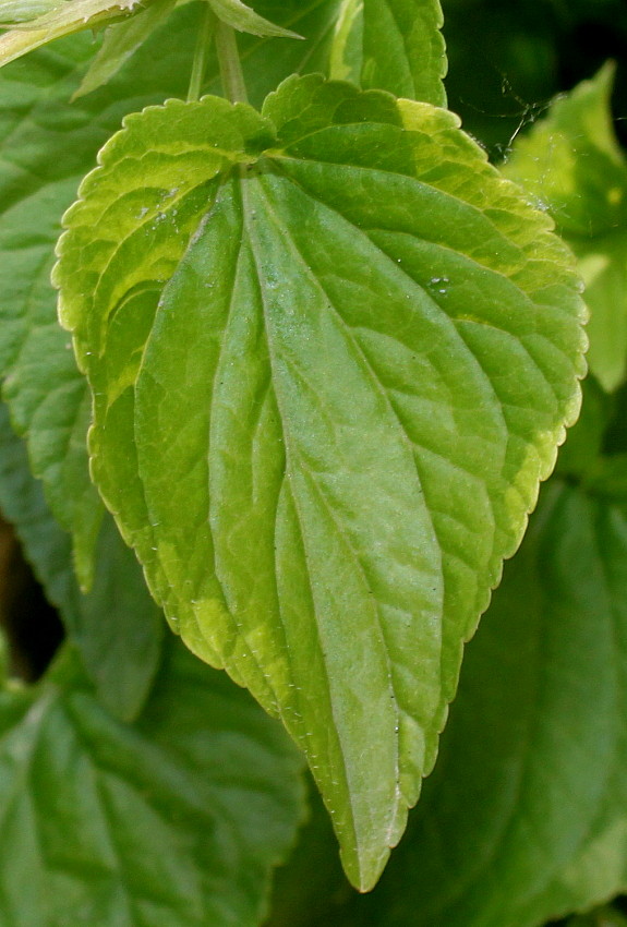 Image of genus Viola specimen.