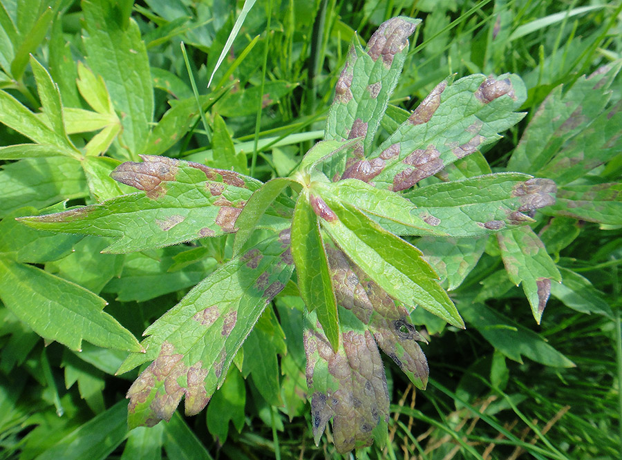 Изображение особи Anemonidium dichotomum.