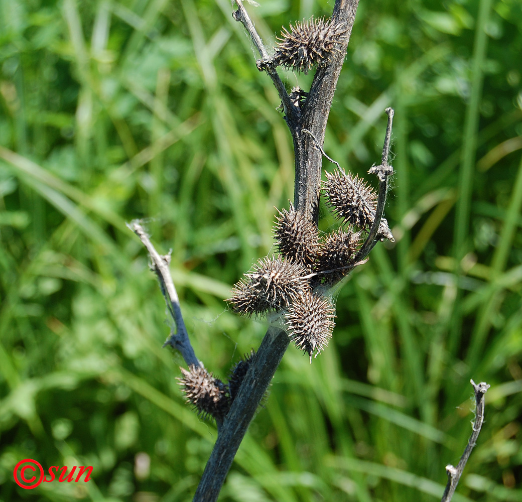 Image of Xanthium orientale specimen.