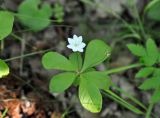 Trientalis europaea