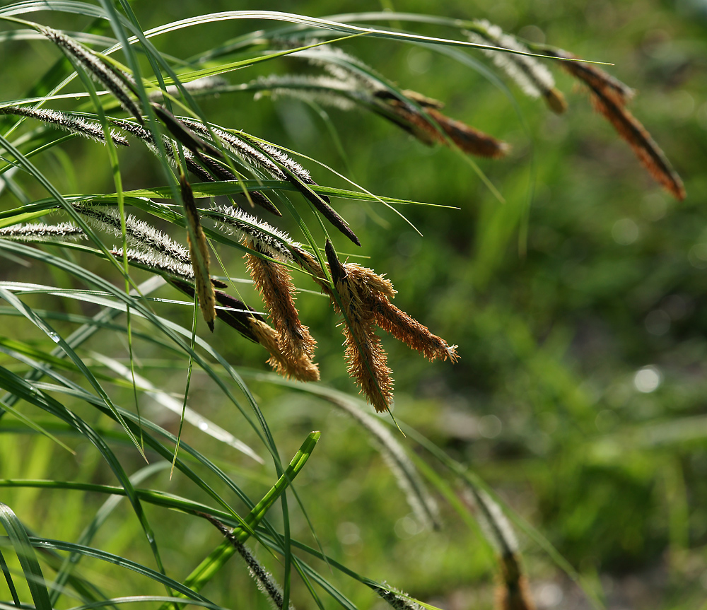 Image of Carex acuta specimen.