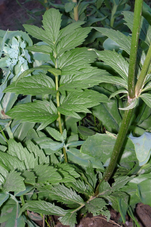 Image of Valeriana transjenisensis specimen.