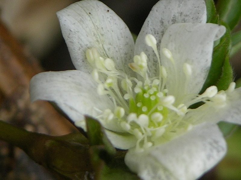 Image of Anemone amurensis ssp. kamtschatica specimen.