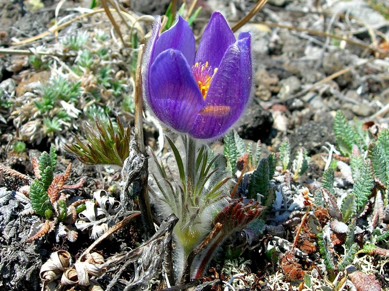 Image of Pulsatilla multifida specimen.